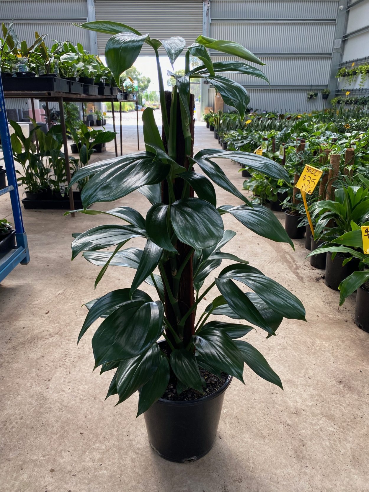 Потос Родина растения