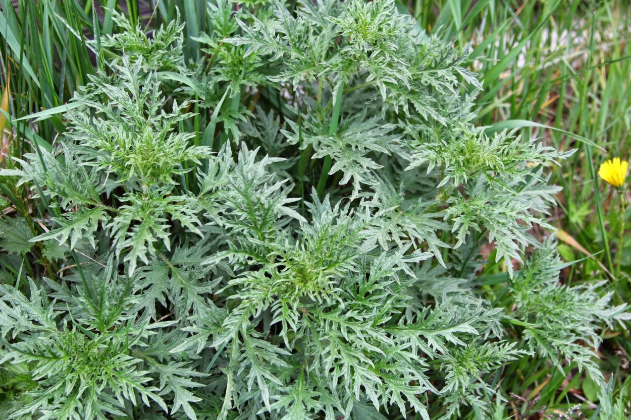 Чертополох сорняк