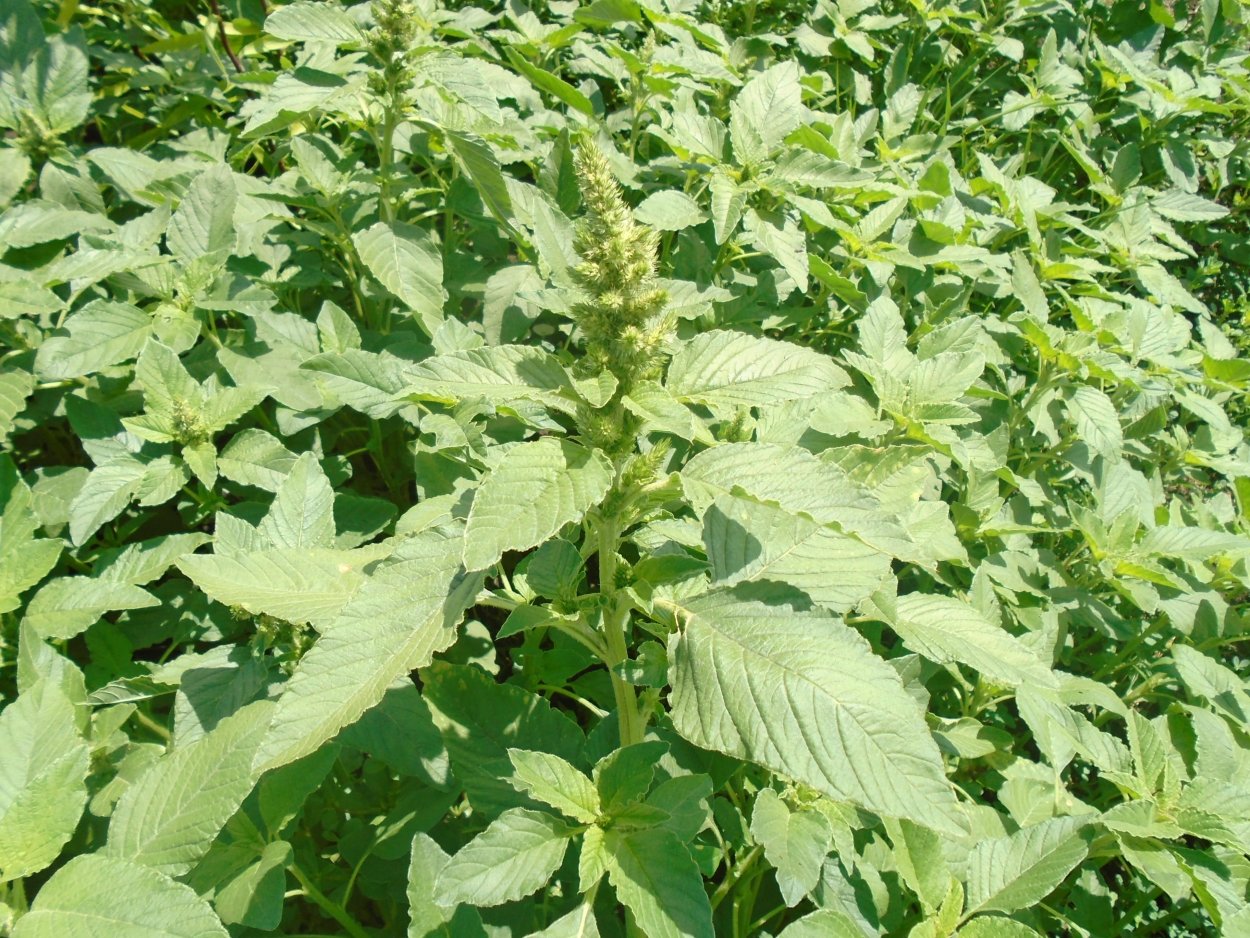 Lambsquarters растение