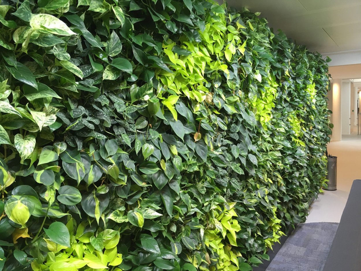 Эпипремнум Манжула