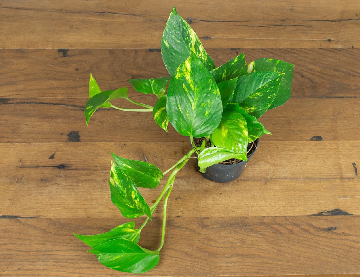 Эпипремнум Марбл Квин