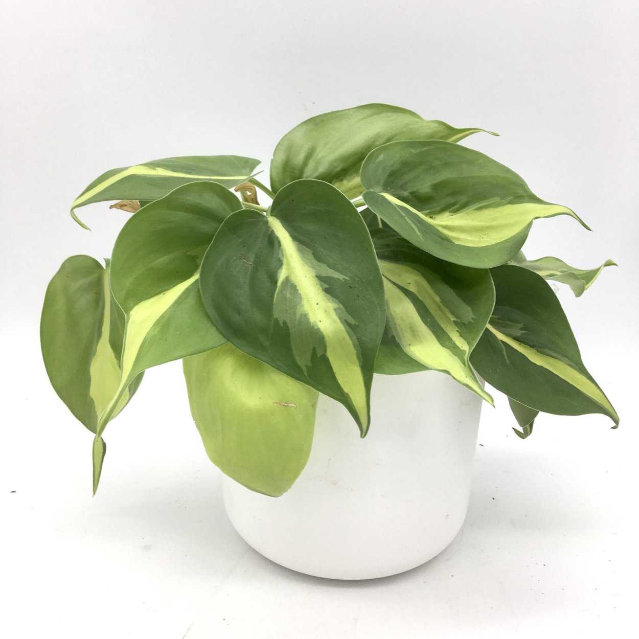 Сингониум ОРМ НАК Грин Сплеш