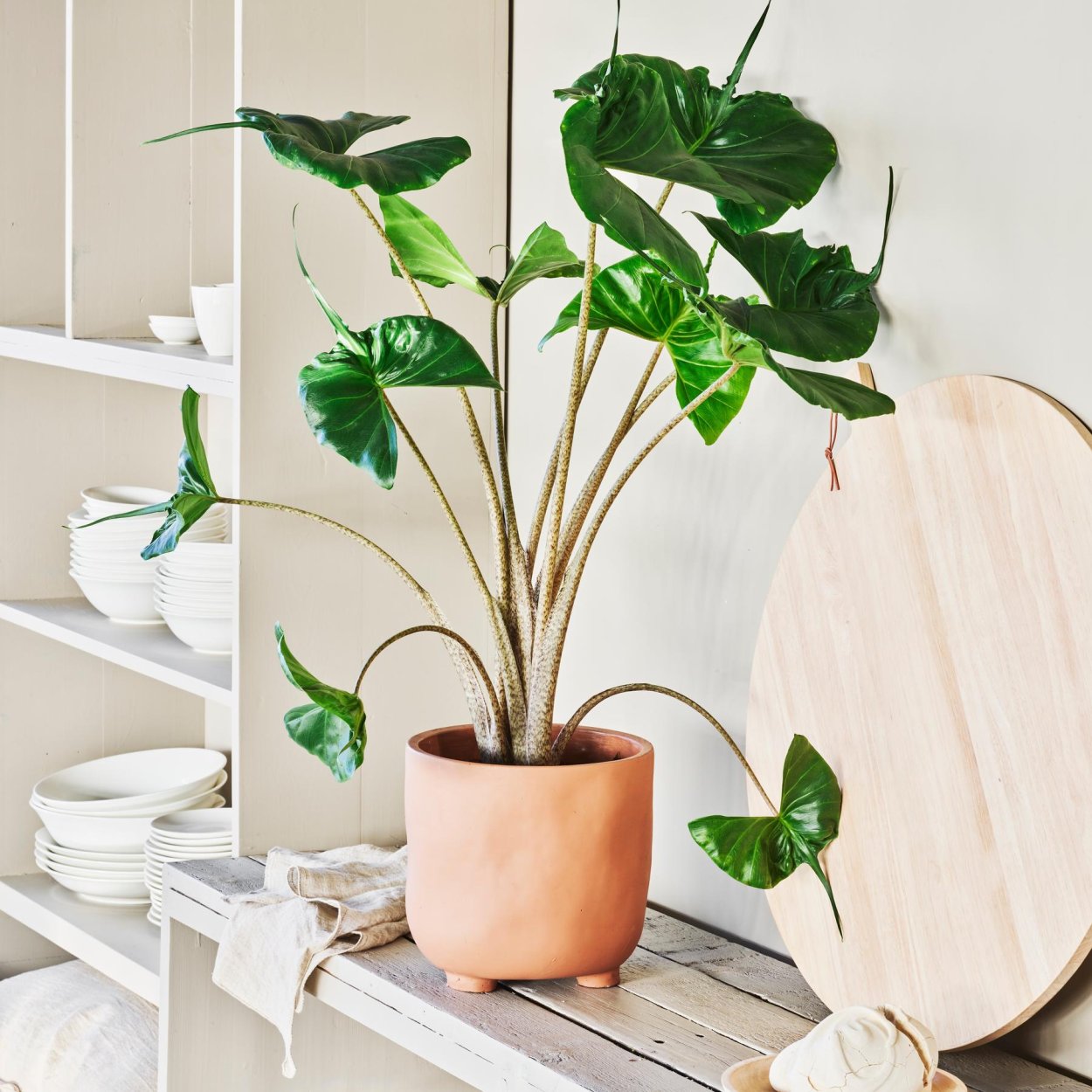 Эпипремнум Себу Блю