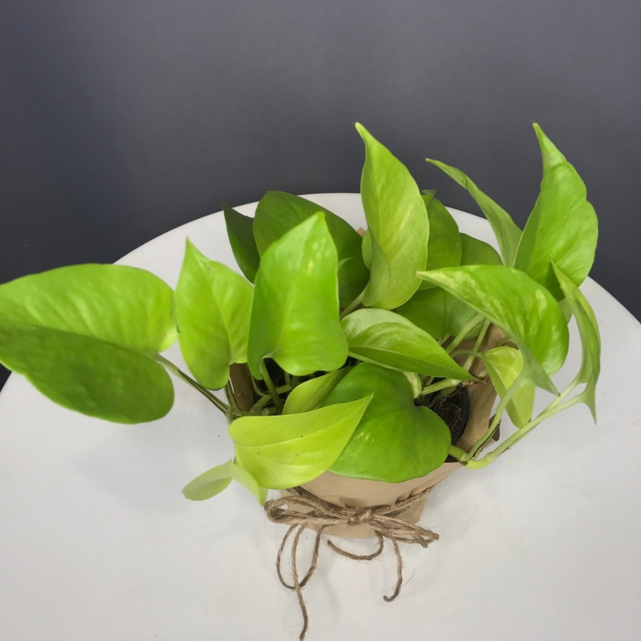 Сциндапсус цветок