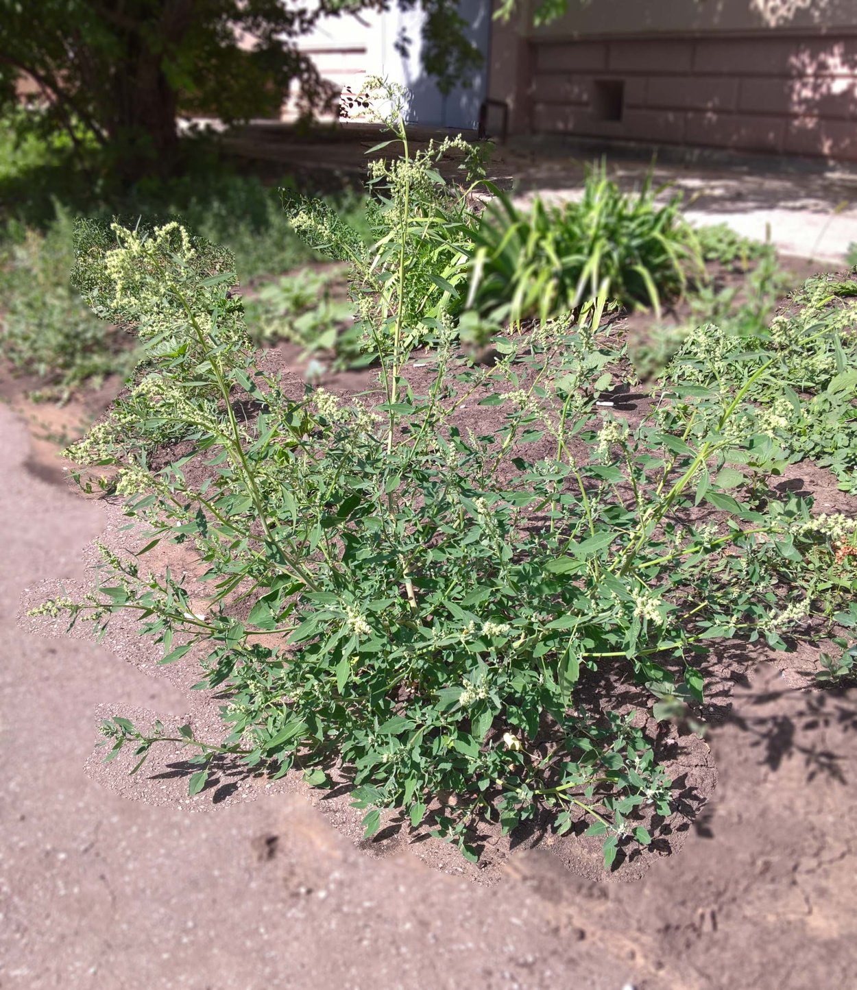 Сорняк брицца