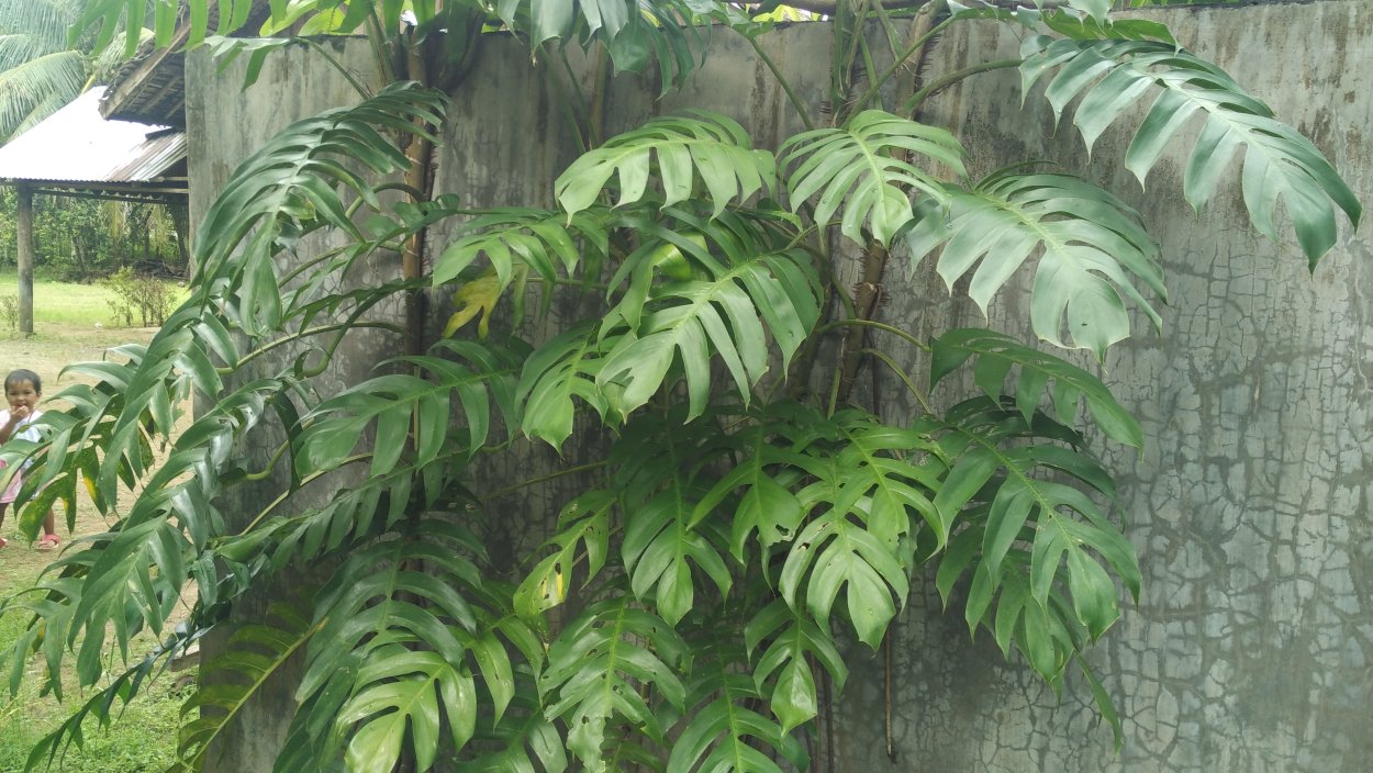 Сциндапсус Глобал Грин