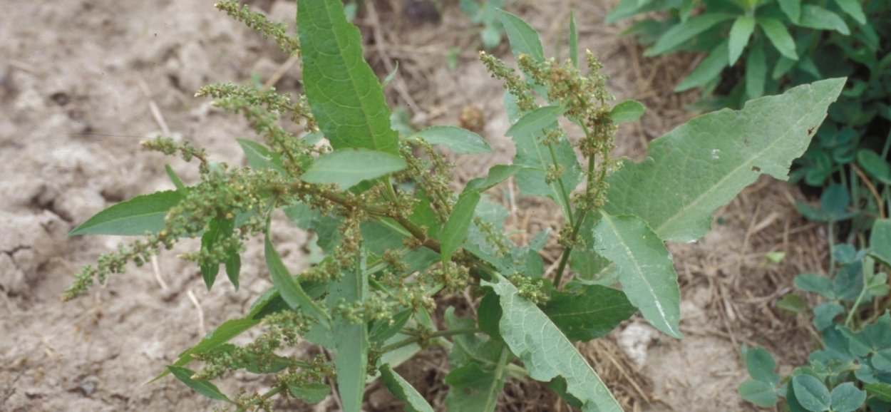 Лебеда краснолистная