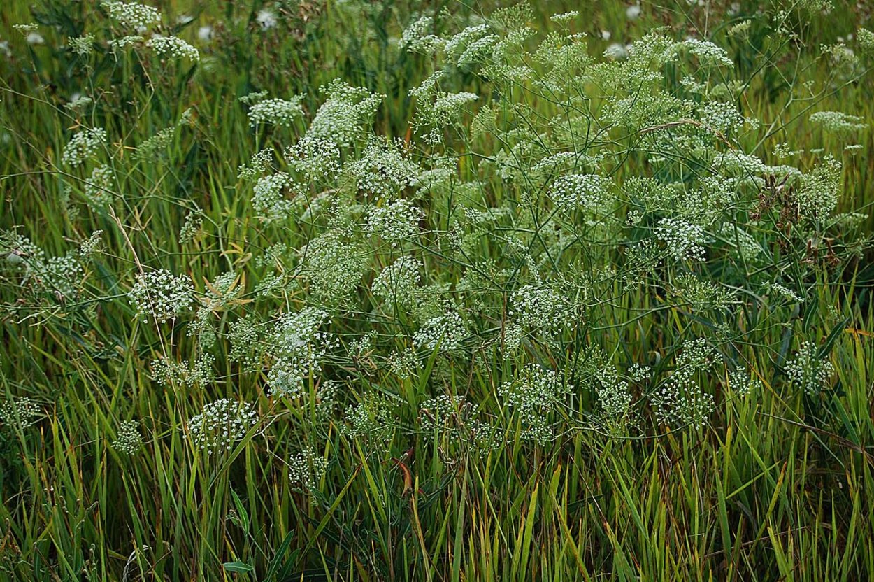 Резак обыкновенный (Falcaria SIOIDES