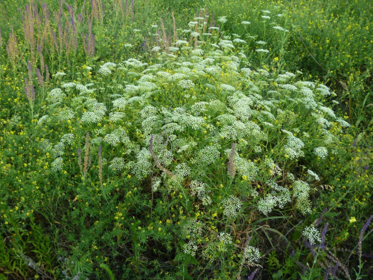 Falcaria vulgaris Bernh
