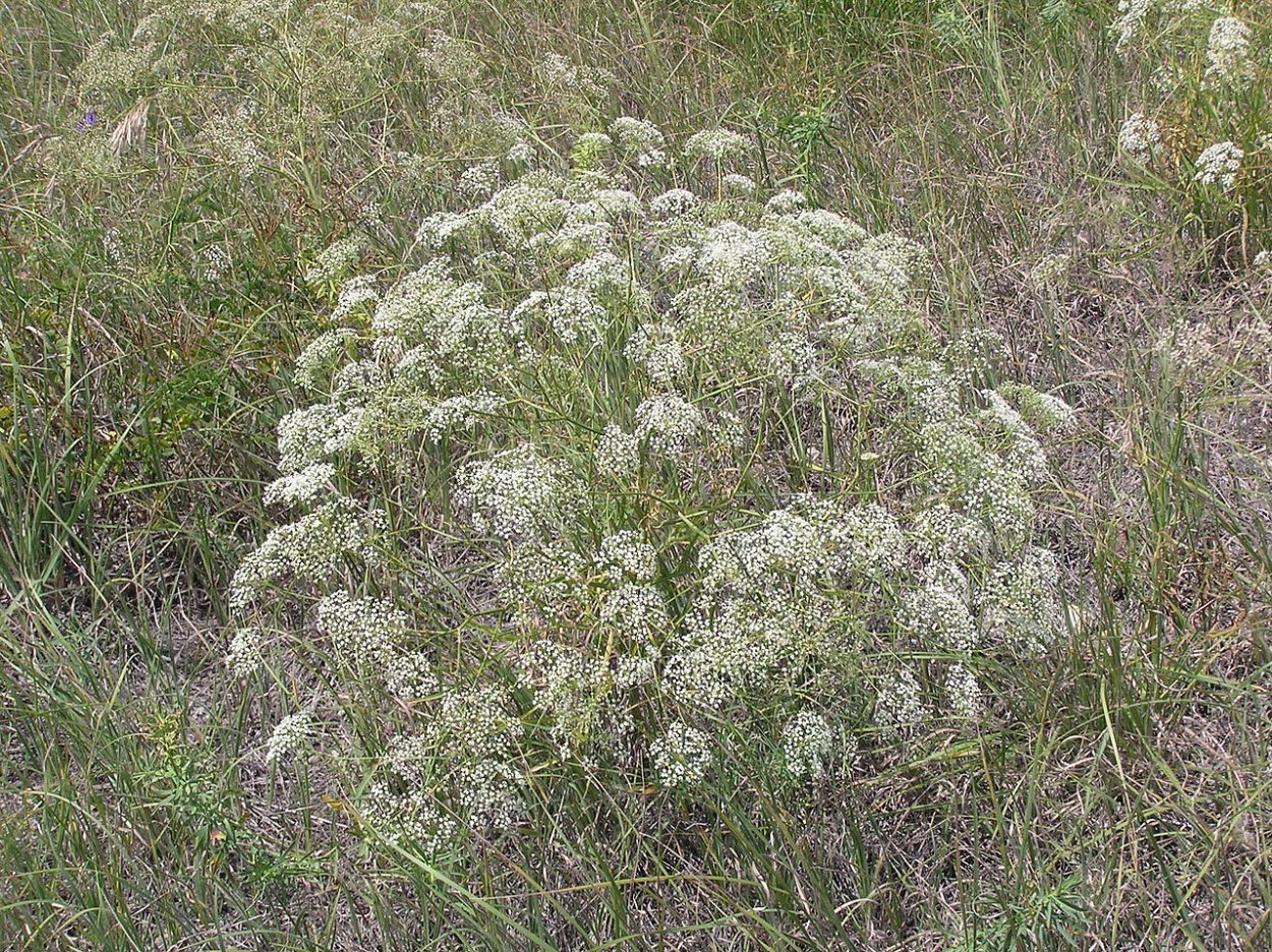 Falcaria vulgaris