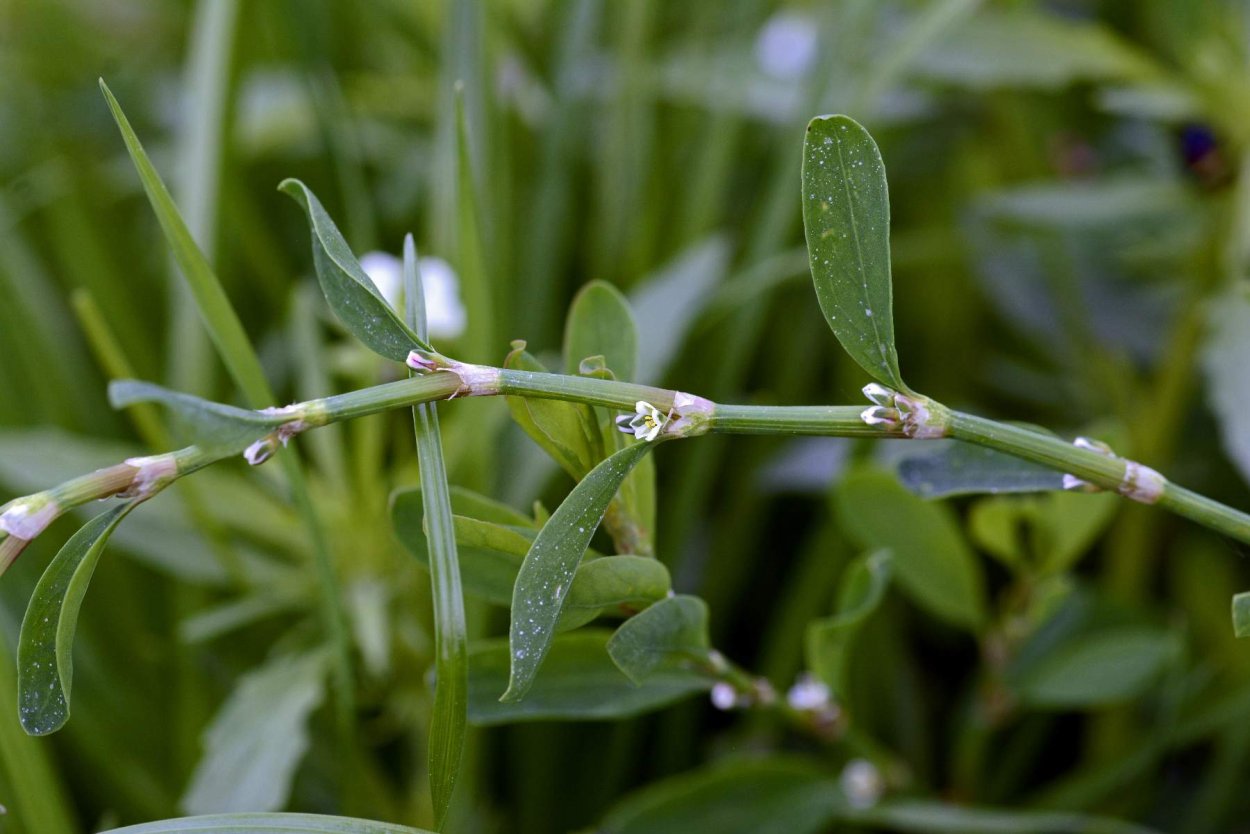 Falcaria vulgaris