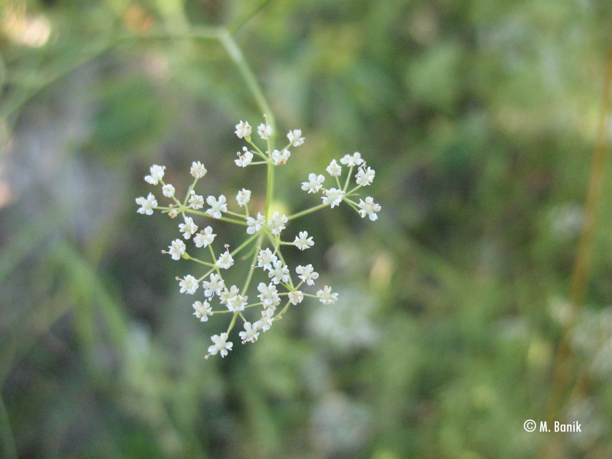 Gout Flower