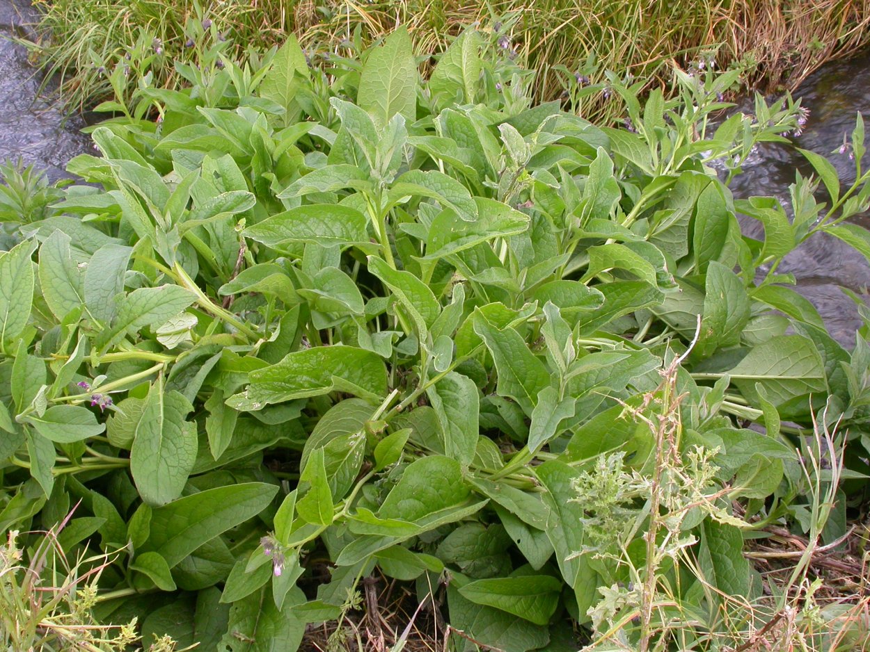 Fallopia multiflora