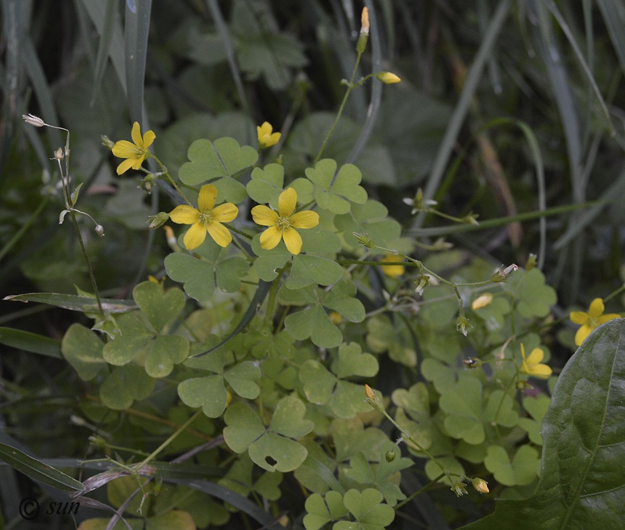 Oxalis corniculata l. Кислица рожковая