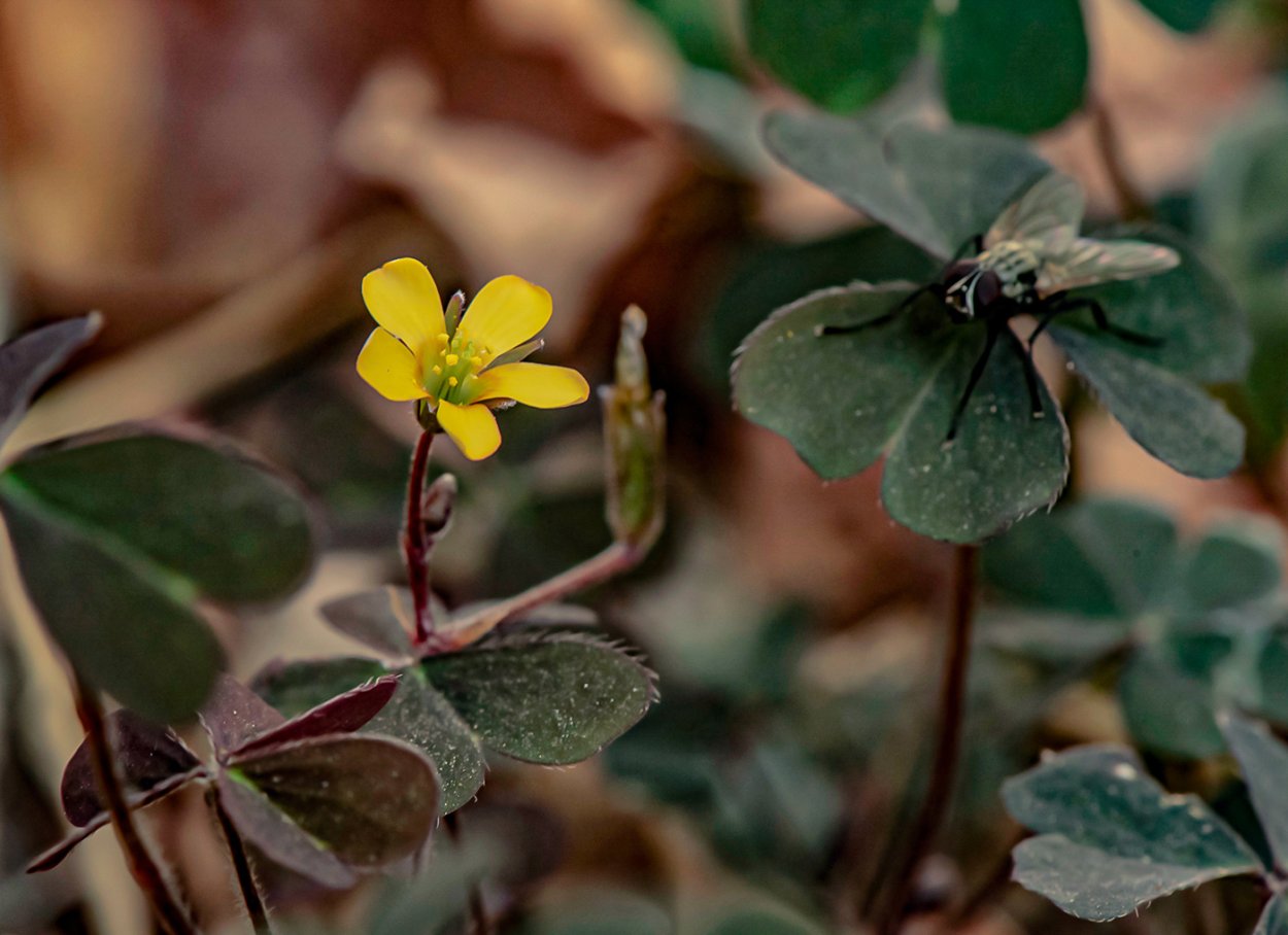 Oxalis lobata
