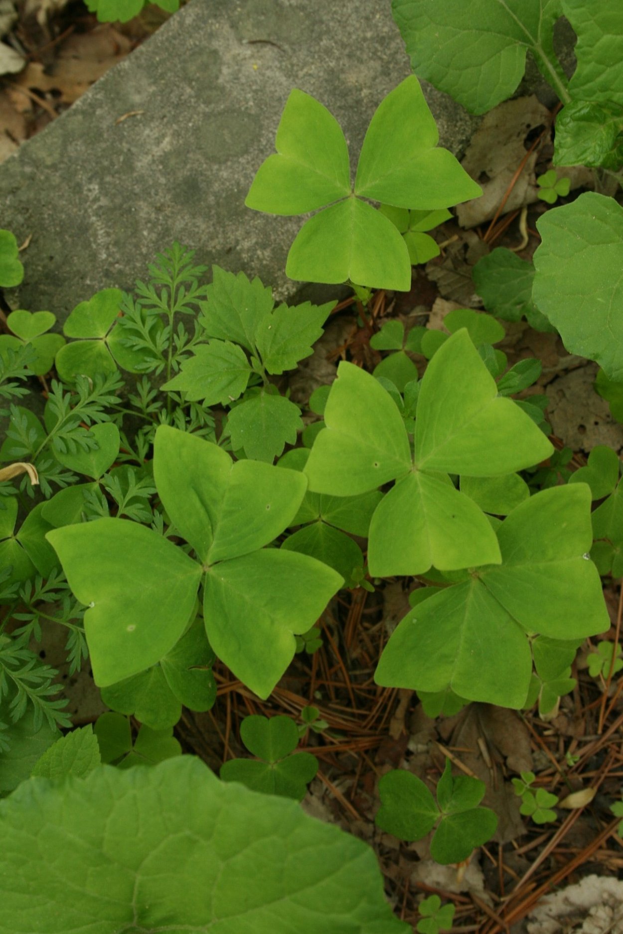 Ксилица обратно треугольная