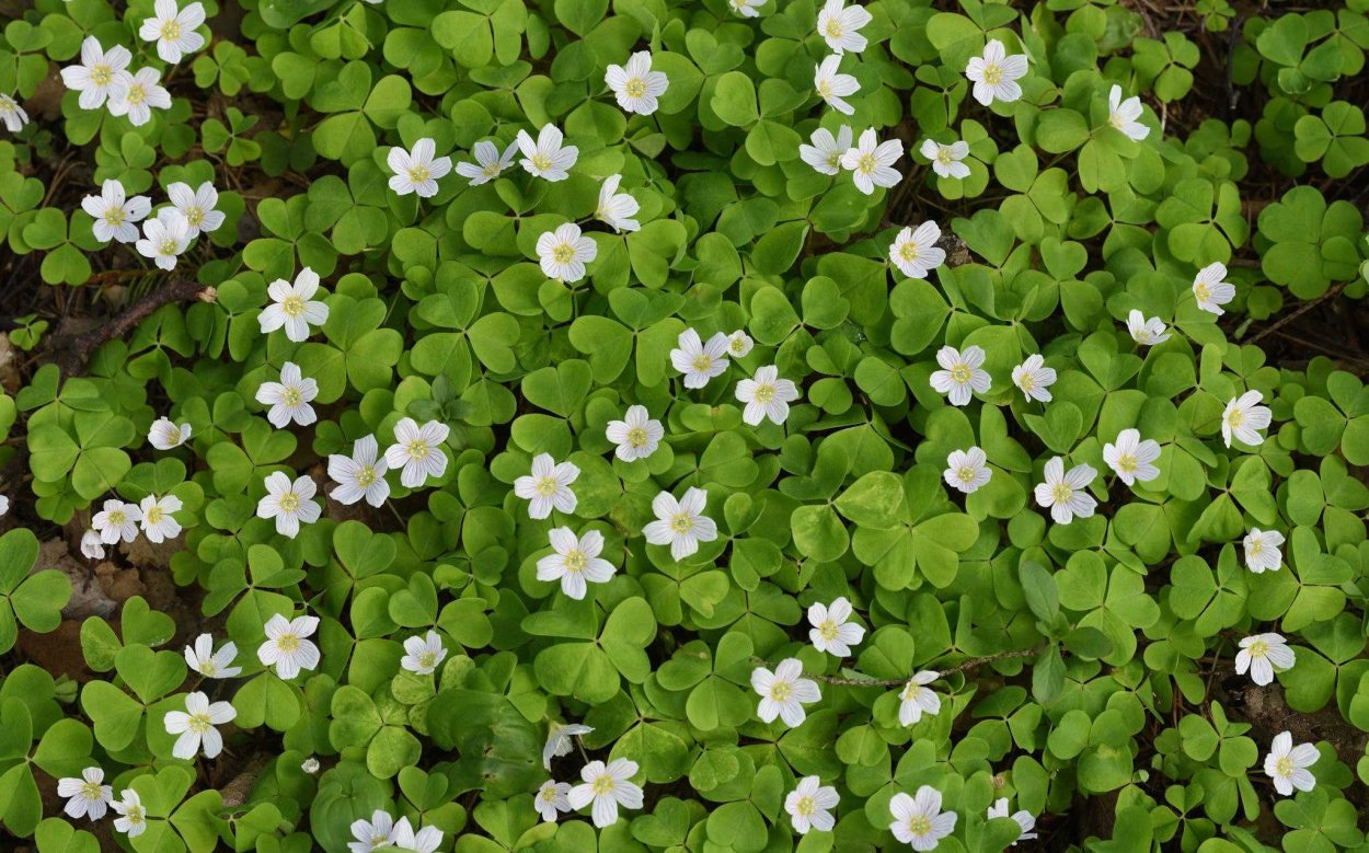 Кислица обыкновенная заячья капуста