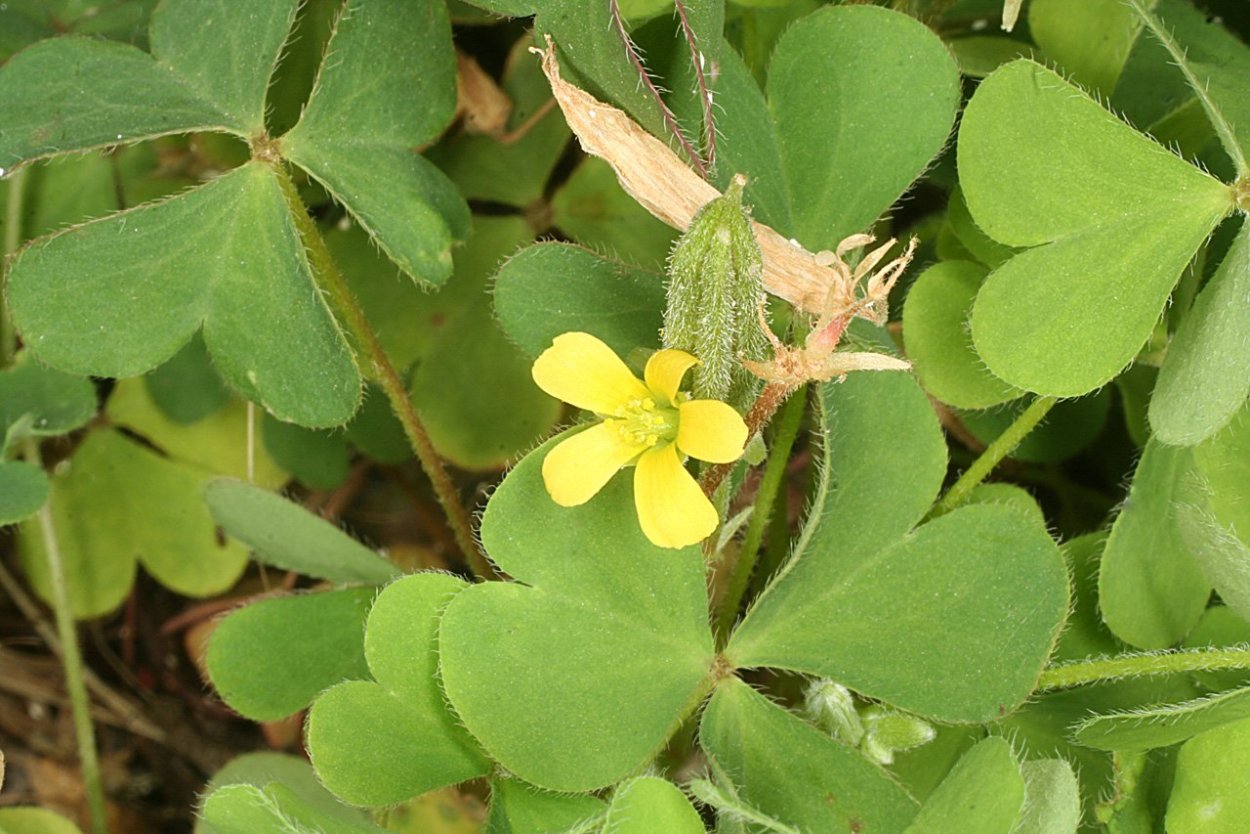 Кислица рогатая