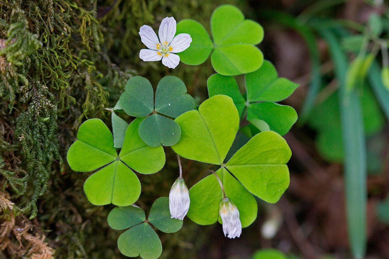 Кислица трава съедобная