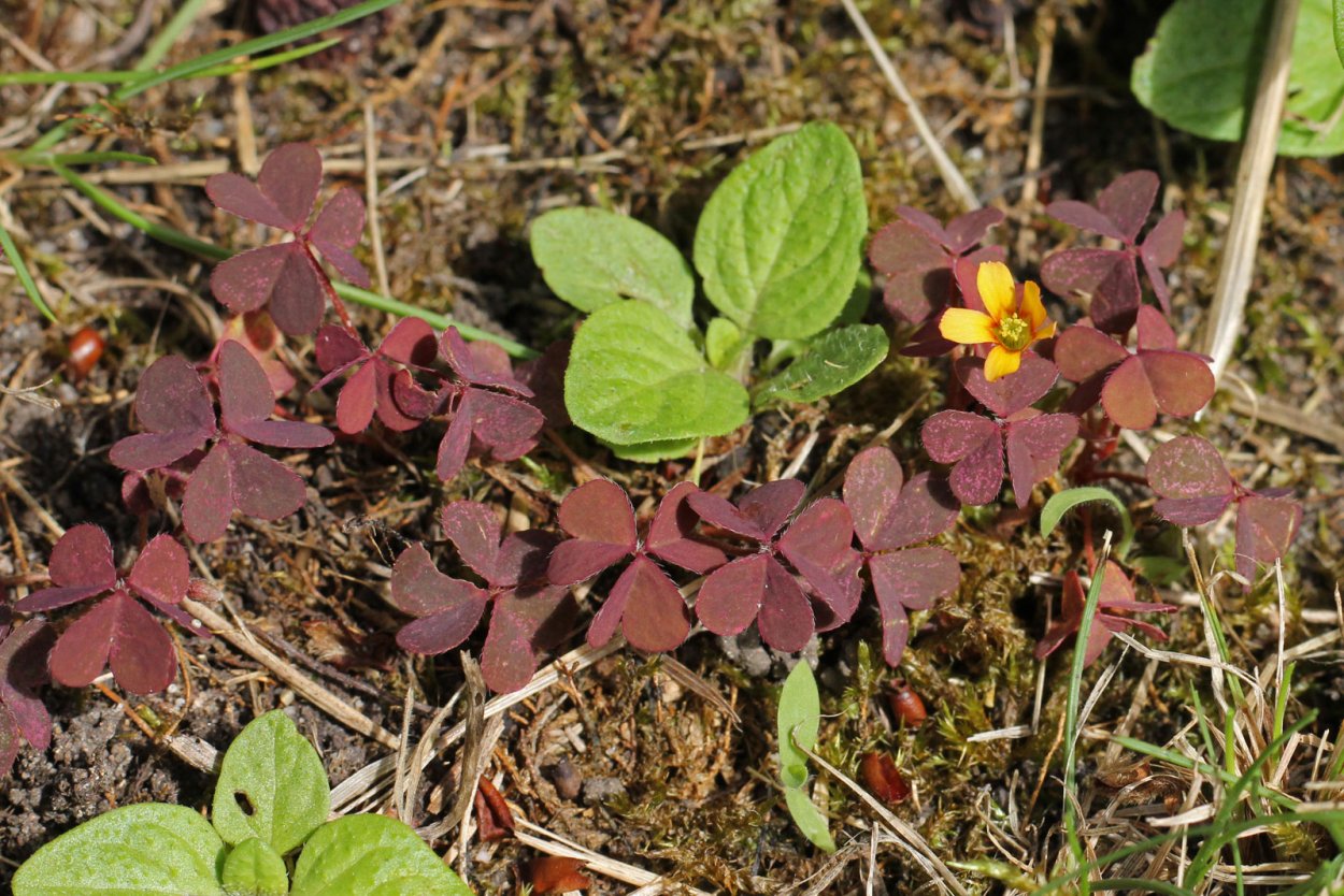 Кислица Ортгиса (Oxalis ortgiesii).