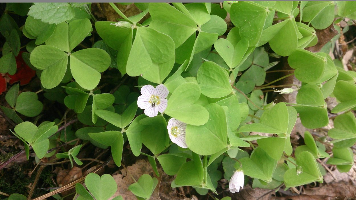 Заячья Кислица