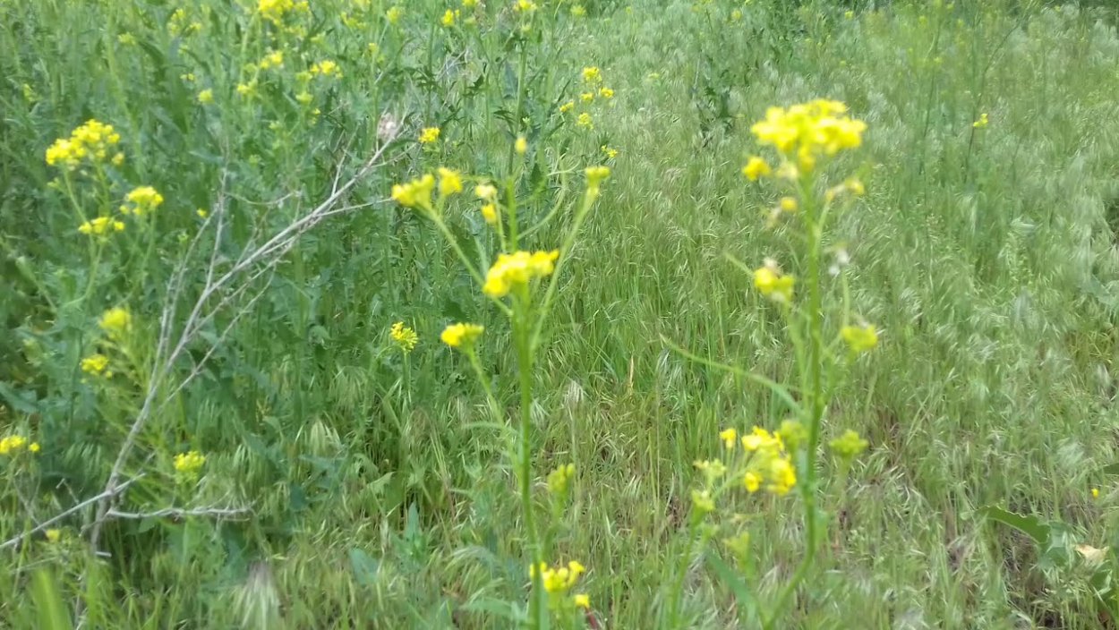 Жёлтая трава на полях сурепка