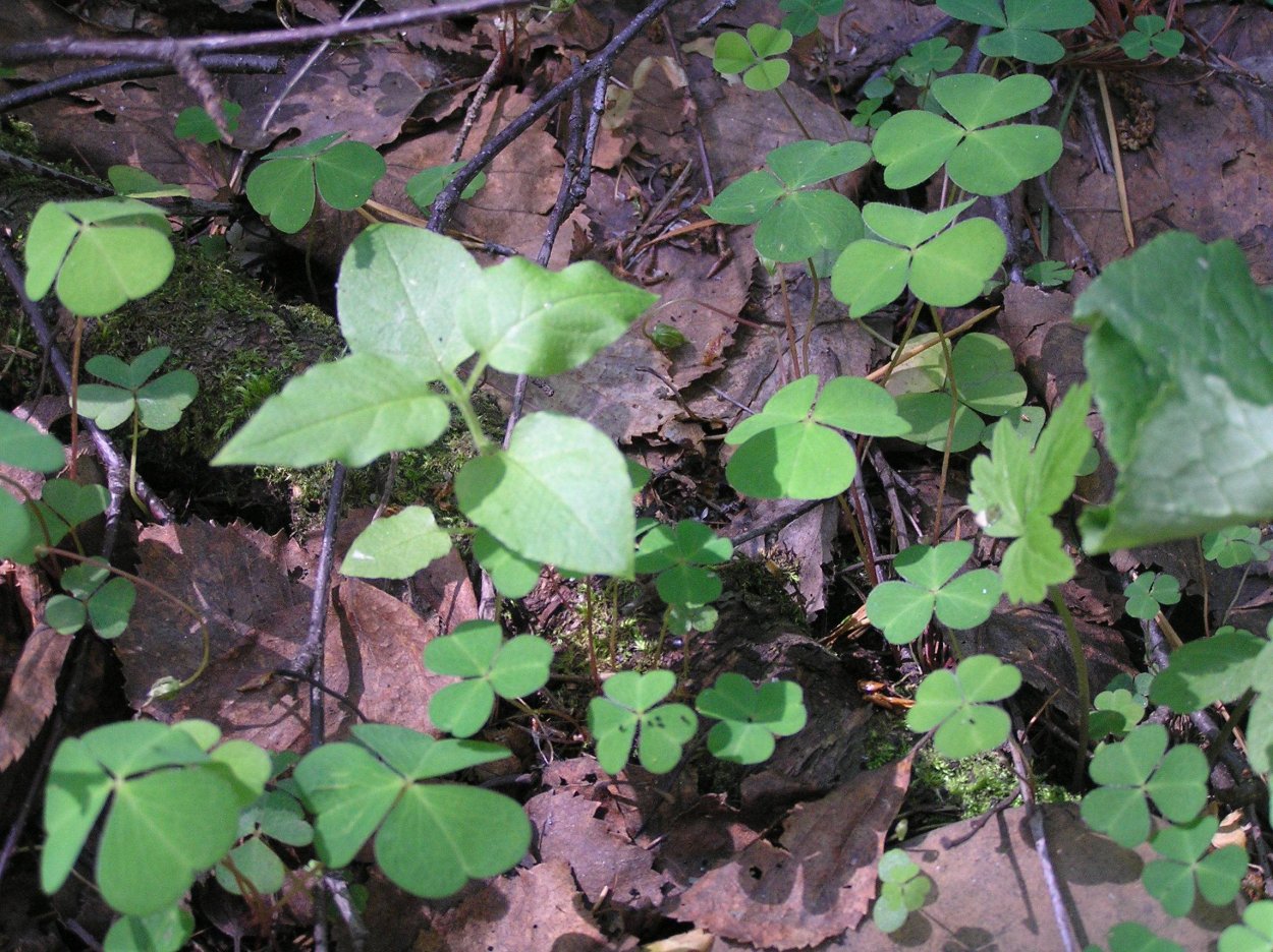 Козья Кислица