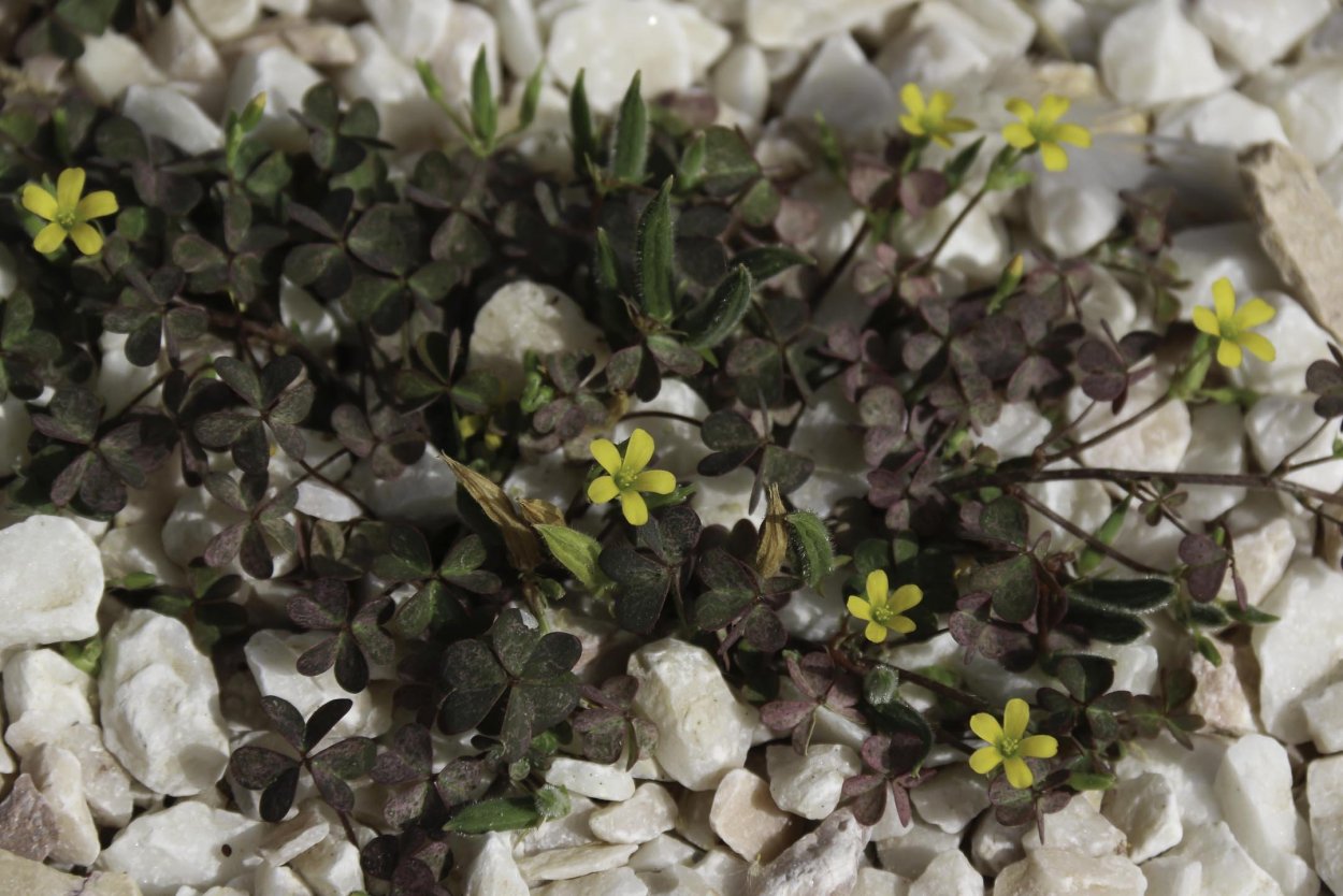 Кислица оксалис клубненосная