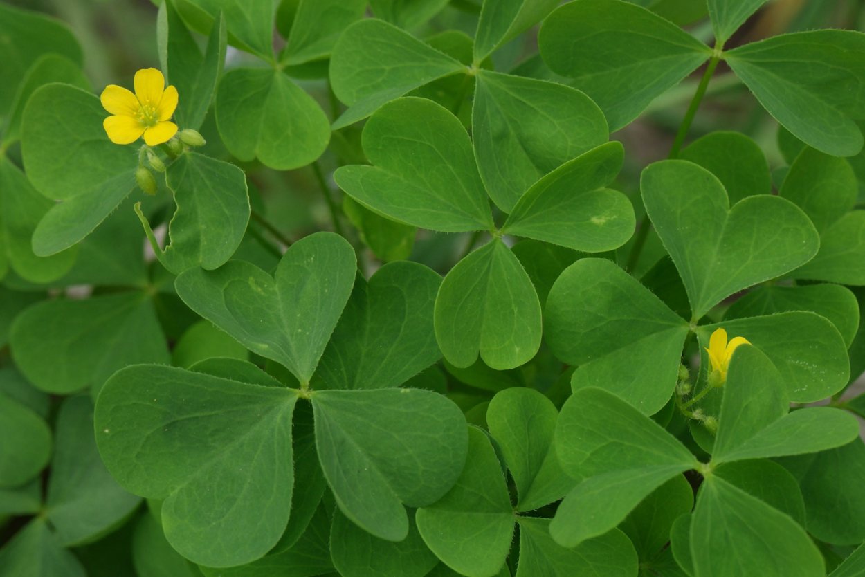 Кислица оксалис Садовая