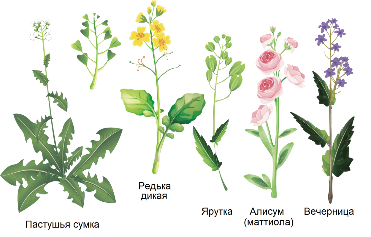 Желтушник меловой