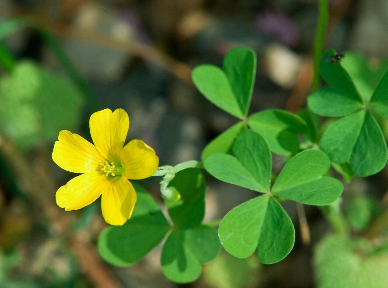 Oxalis-Кислица Yellow