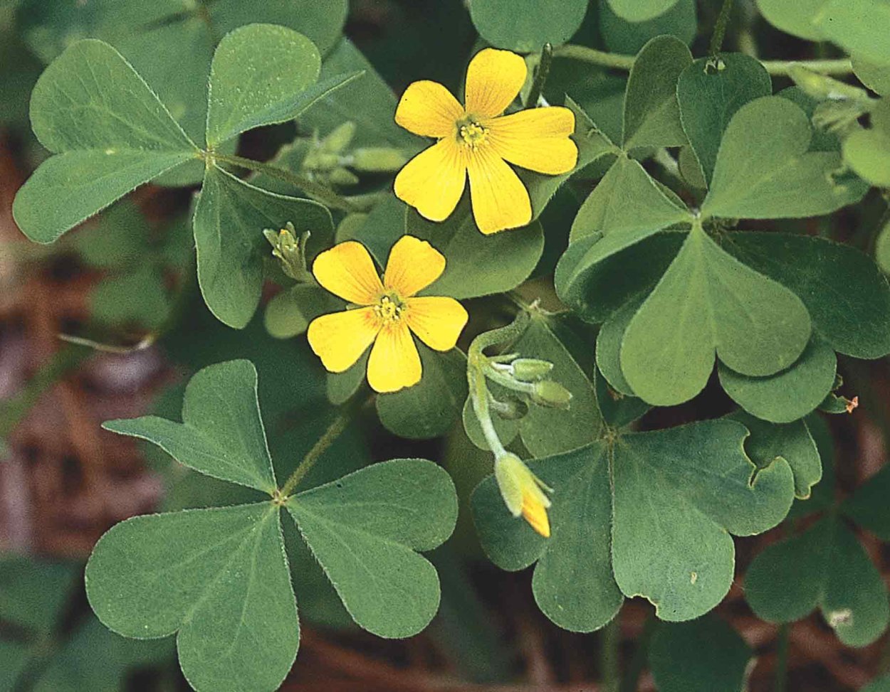 Oxalis stricta семена
