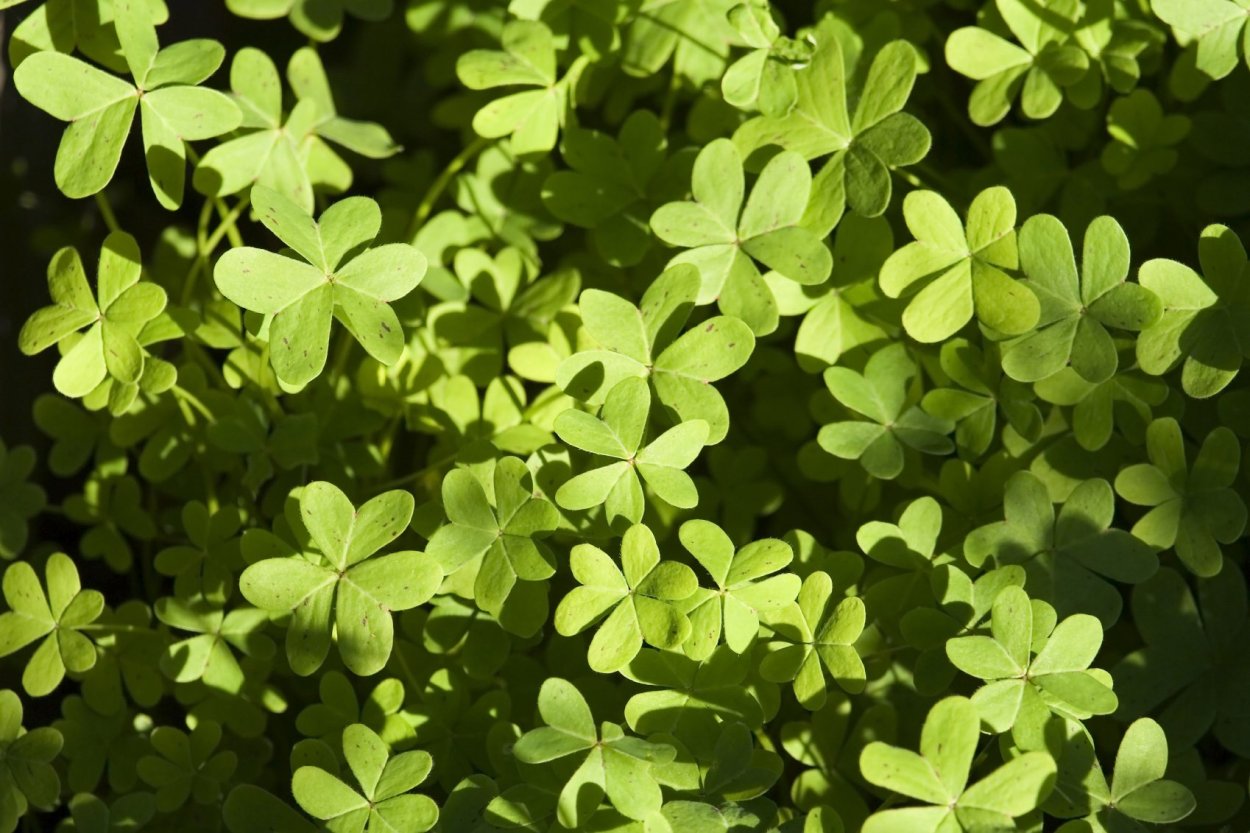 Кислица четырехлистная Oxalis