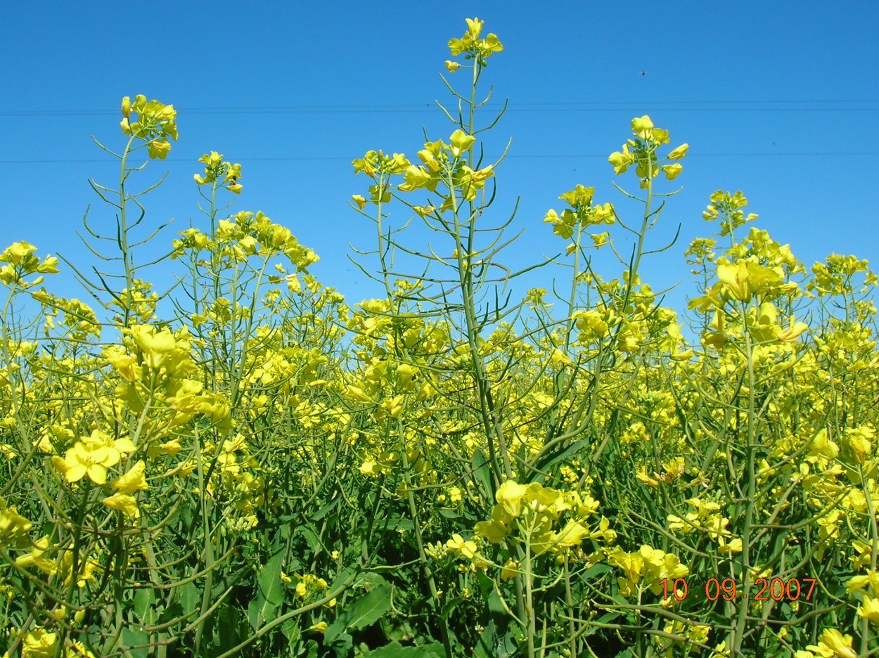 Капуста Полевая (Brassica Campestris l.)