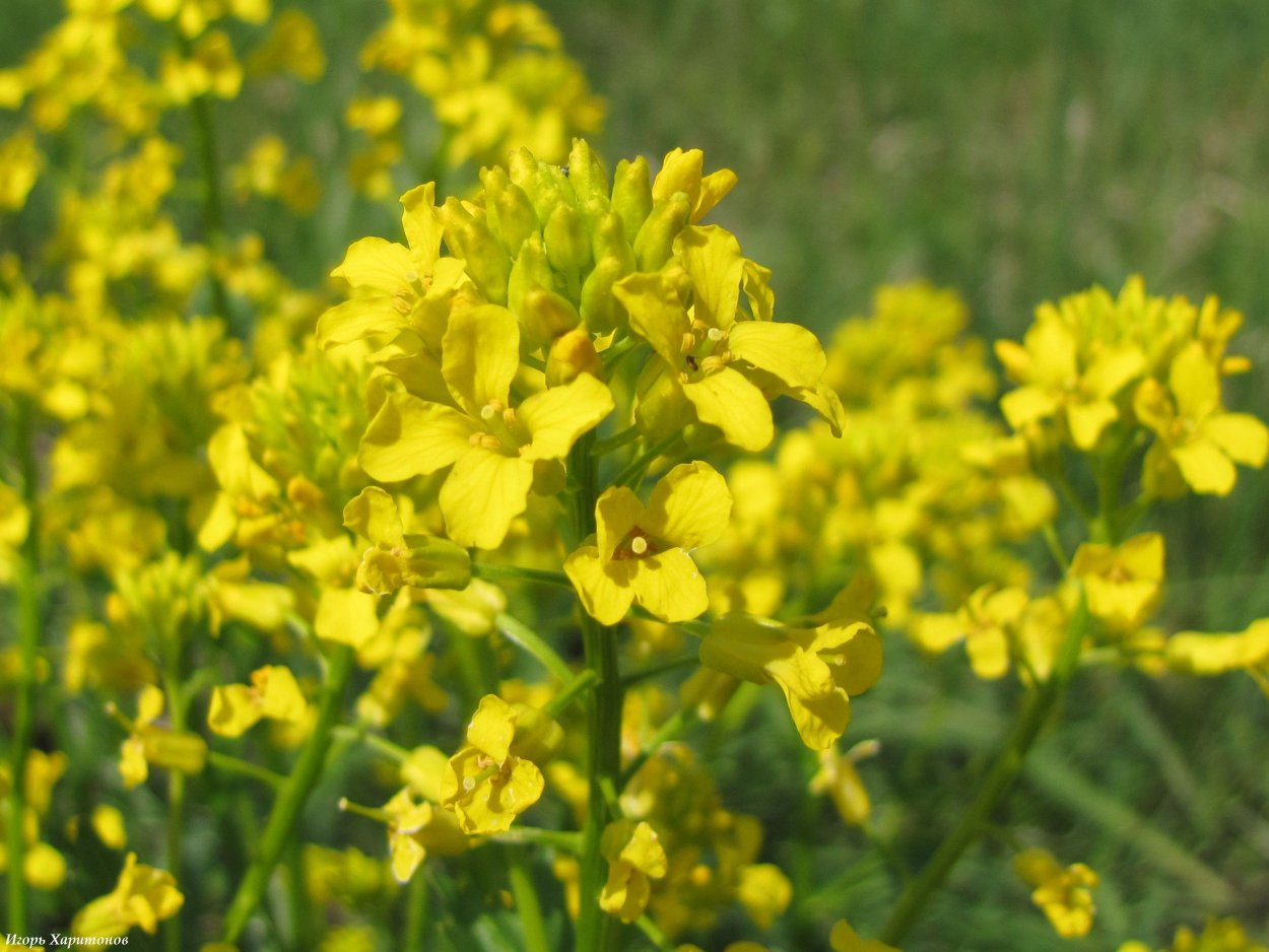 Сурепка обыкновенная (Barbarea vulgaris)