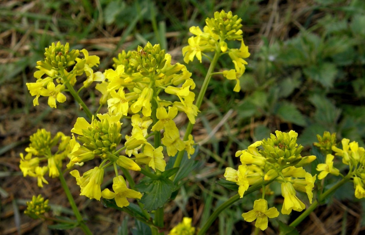 Свербига Восточная Bunias orientalis