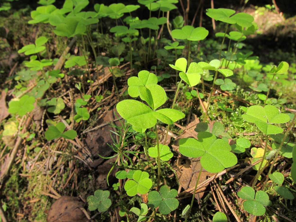Кислица обыкновенная ягода
