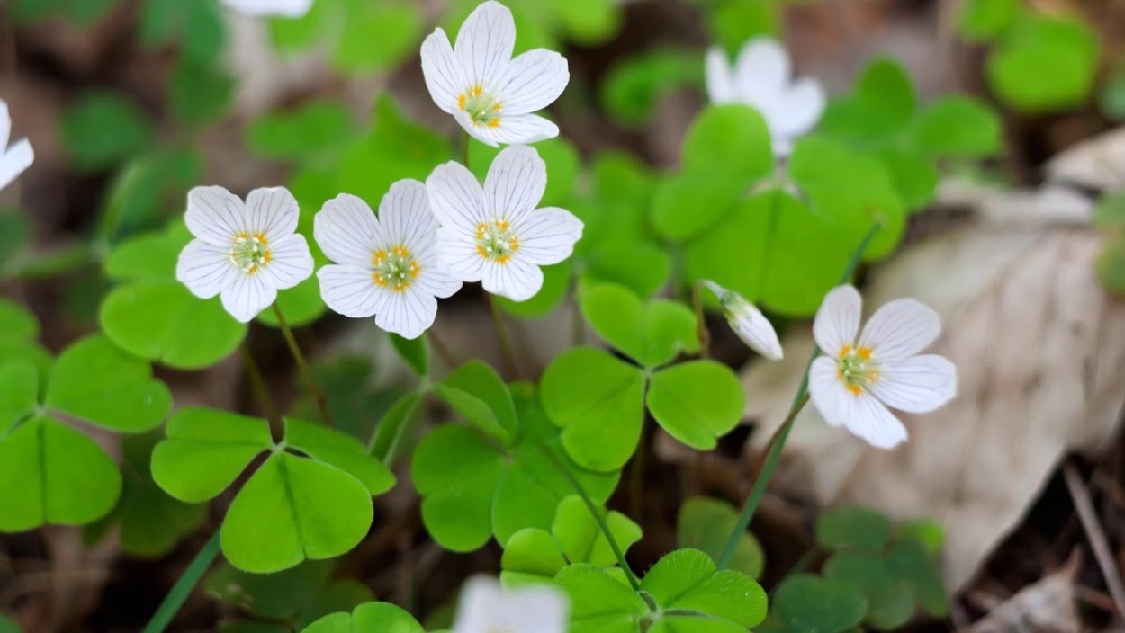 Кислица оксалис