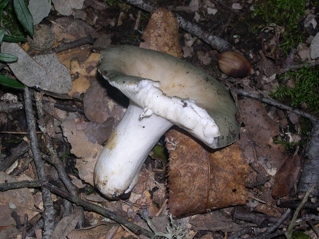 Russula xerampelina