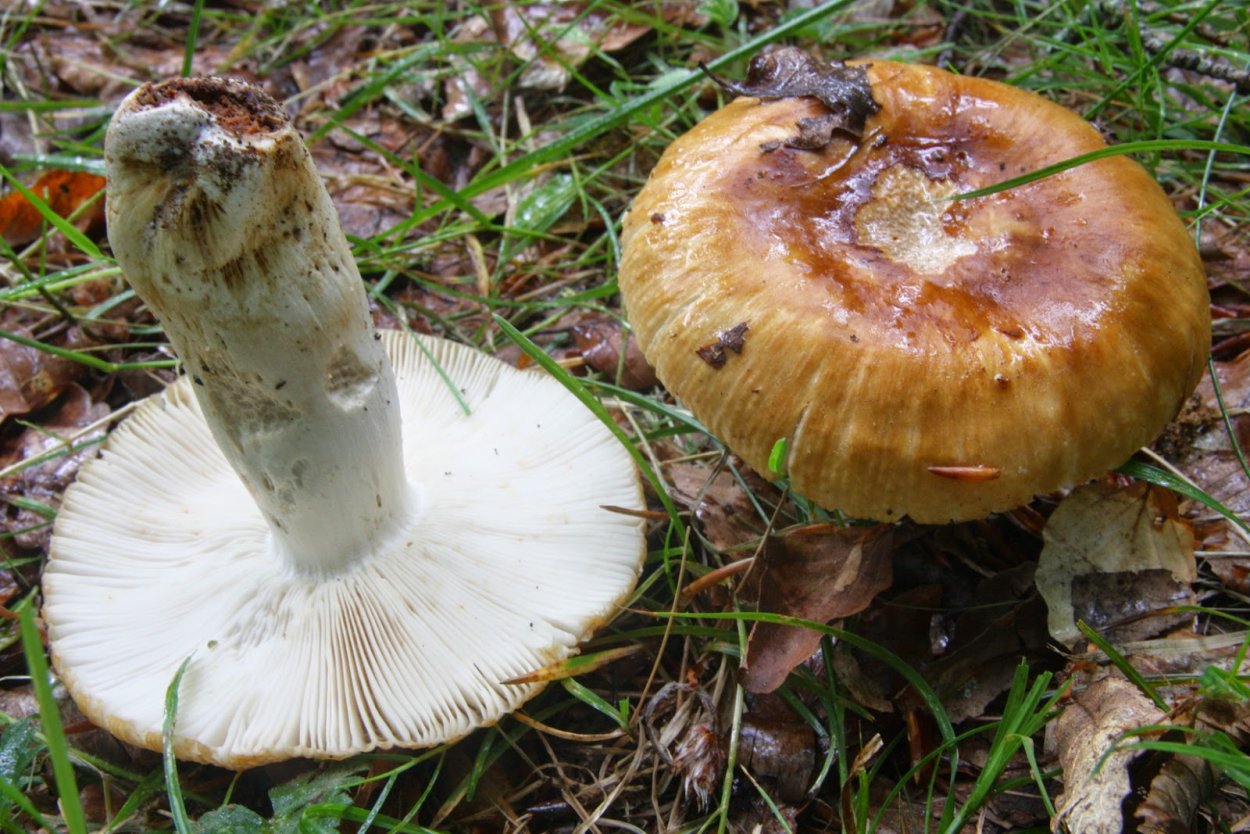 Сыроежка лиловатая