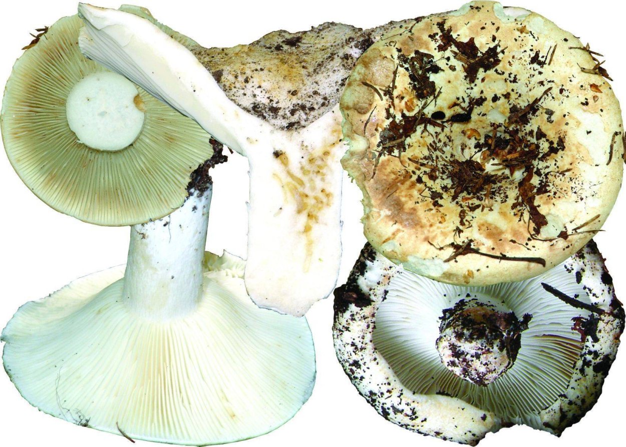 Базидиомикота сыроежка