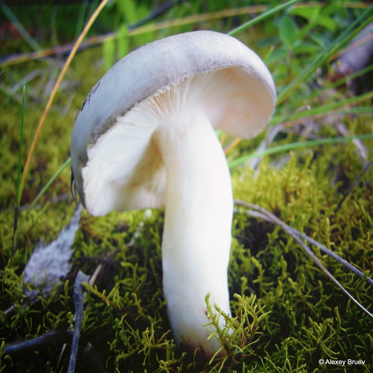 Сыроежка белая