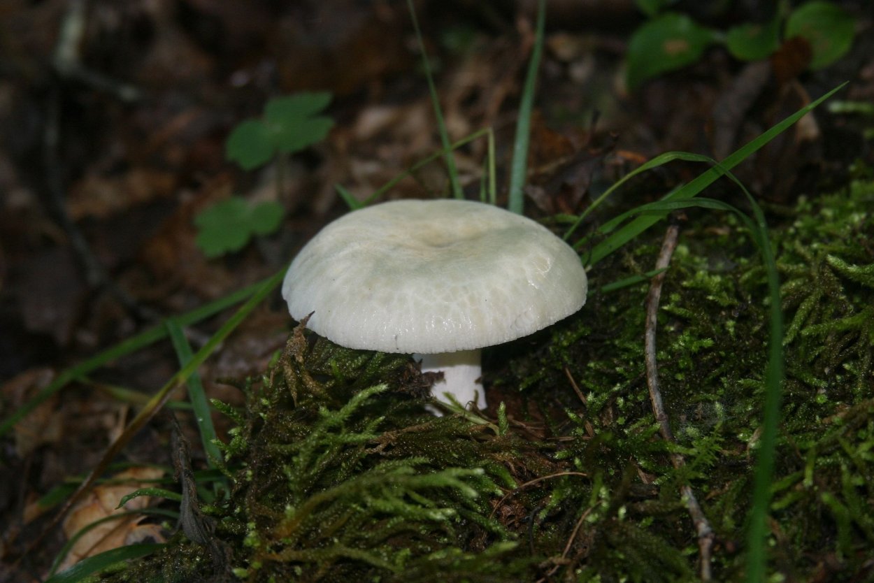 Сыроежка гриб белая