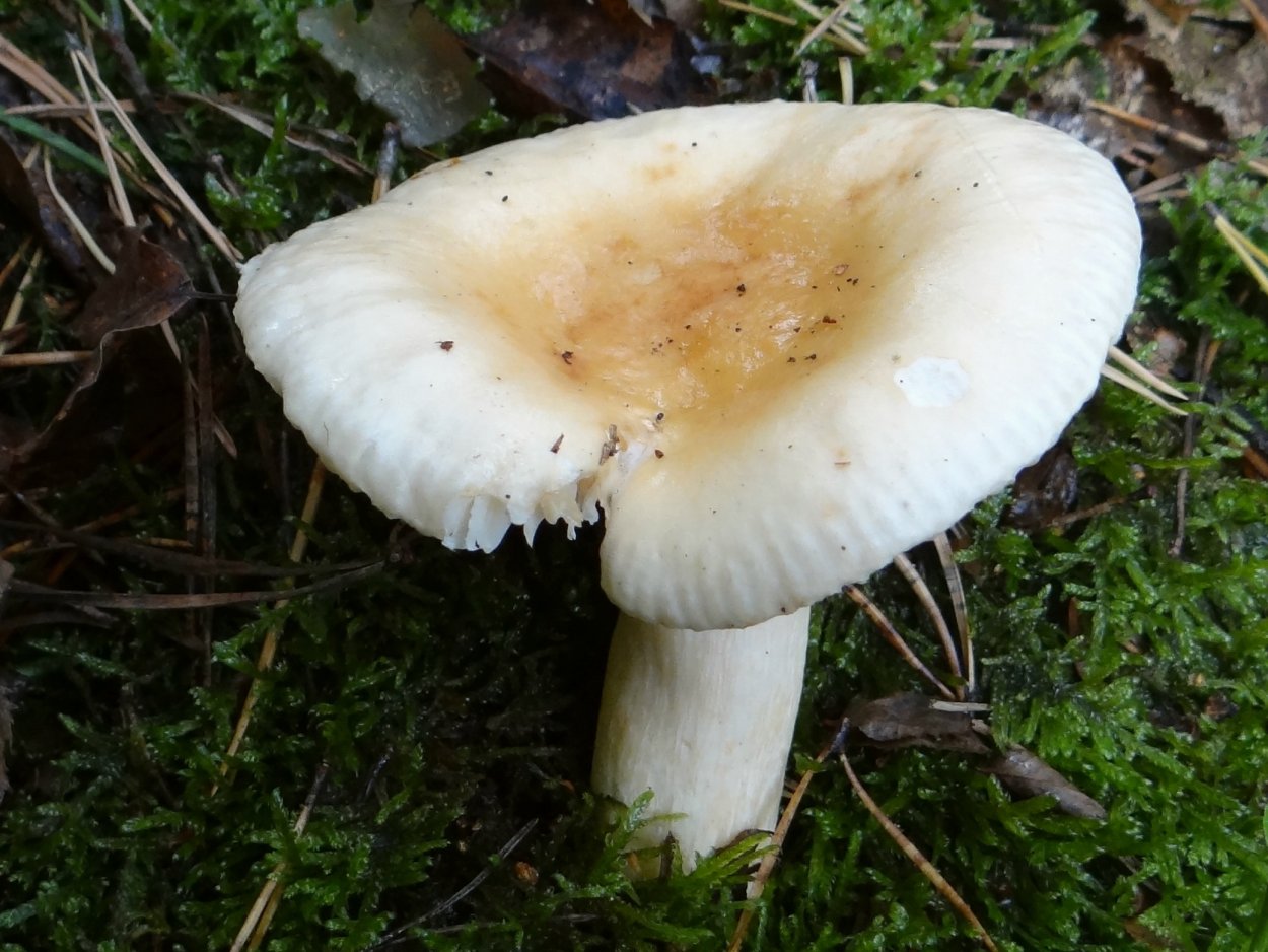 Russula fellea