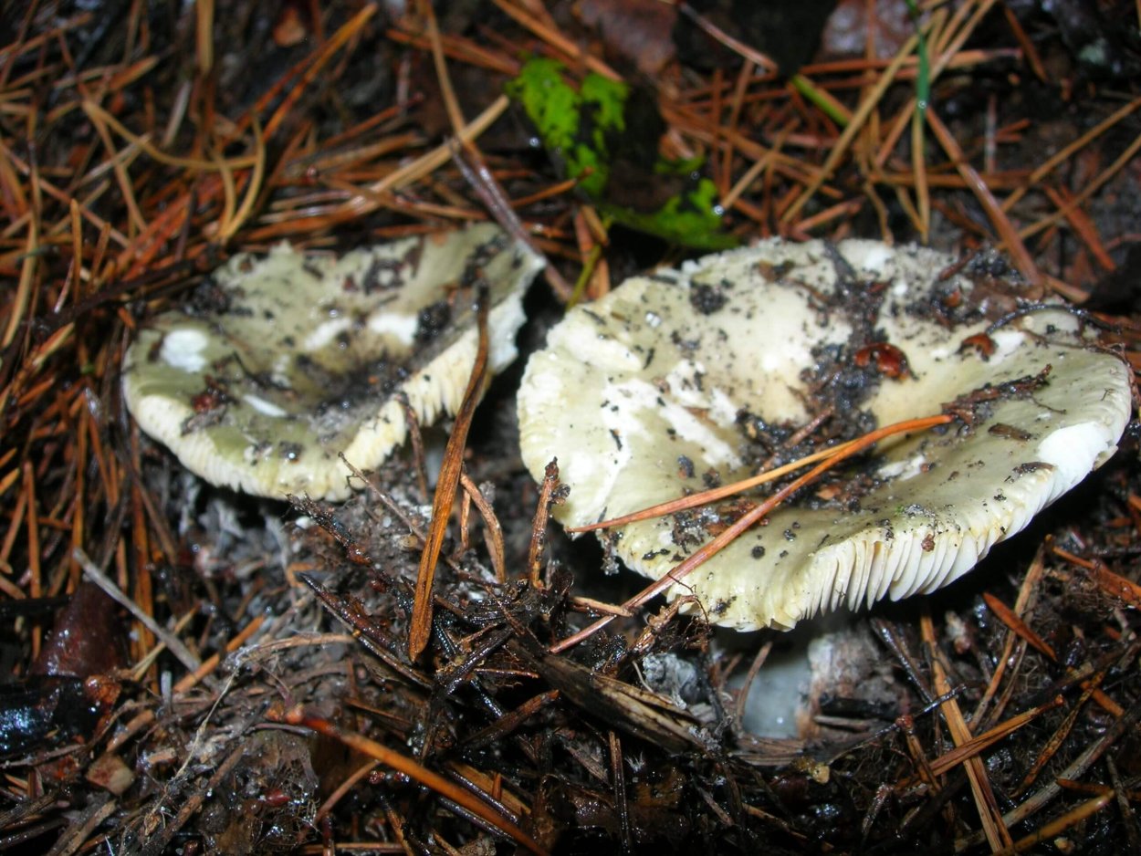 Королевский белый гриб Приморский край