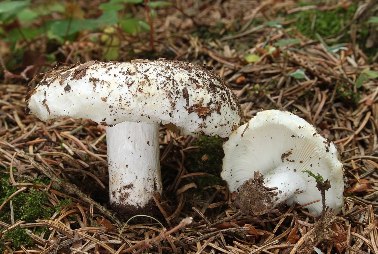 Сыроежка белая