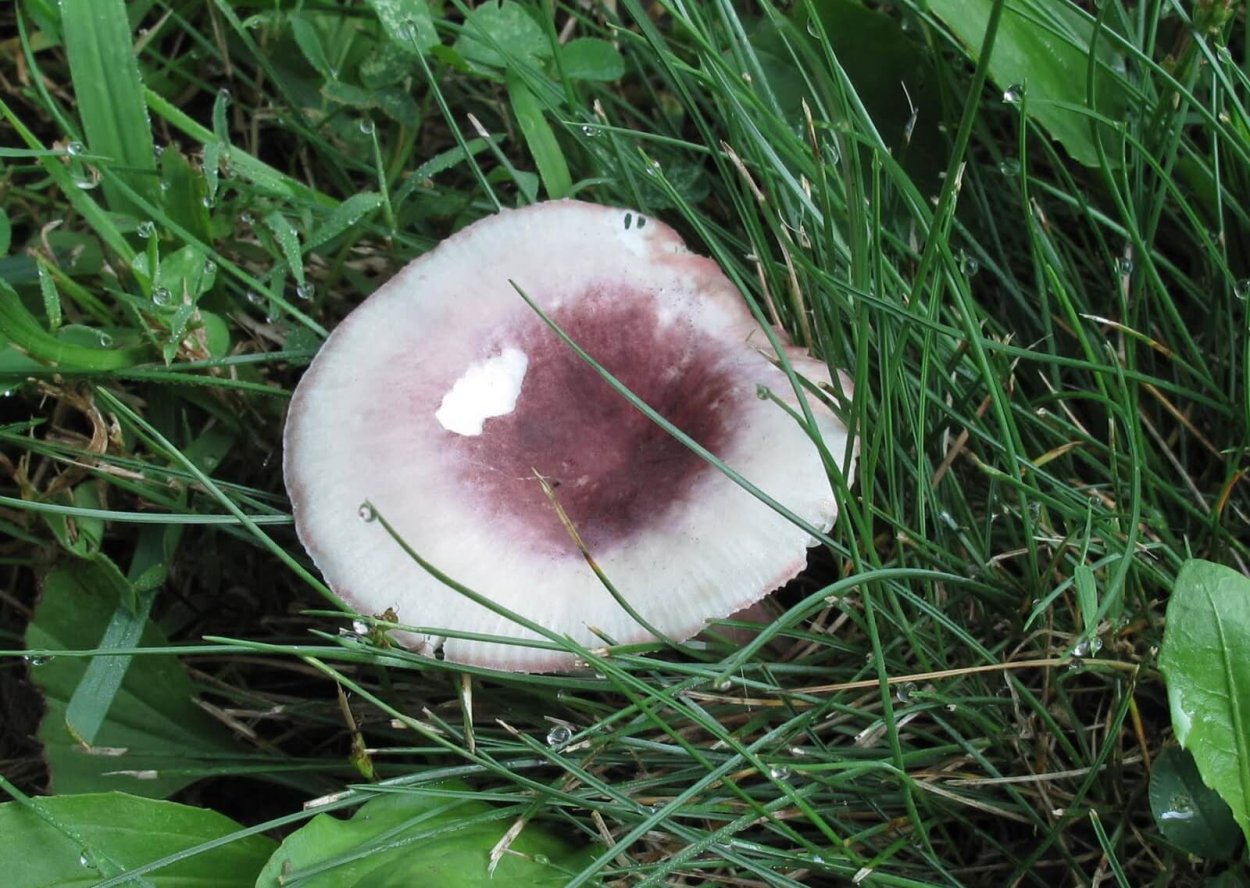 Сыроежка Майера