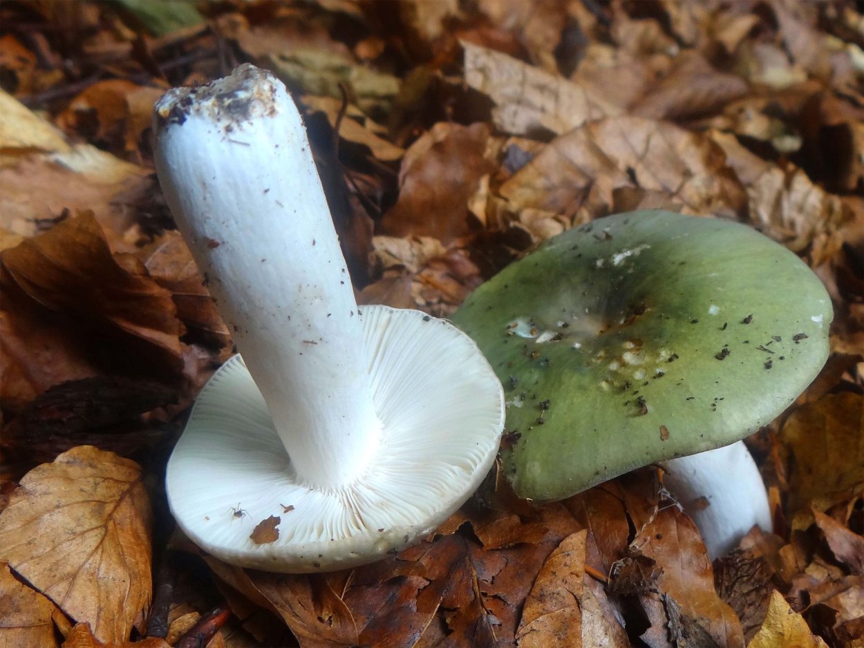 Сыроежка турецкая (Russula Turci)