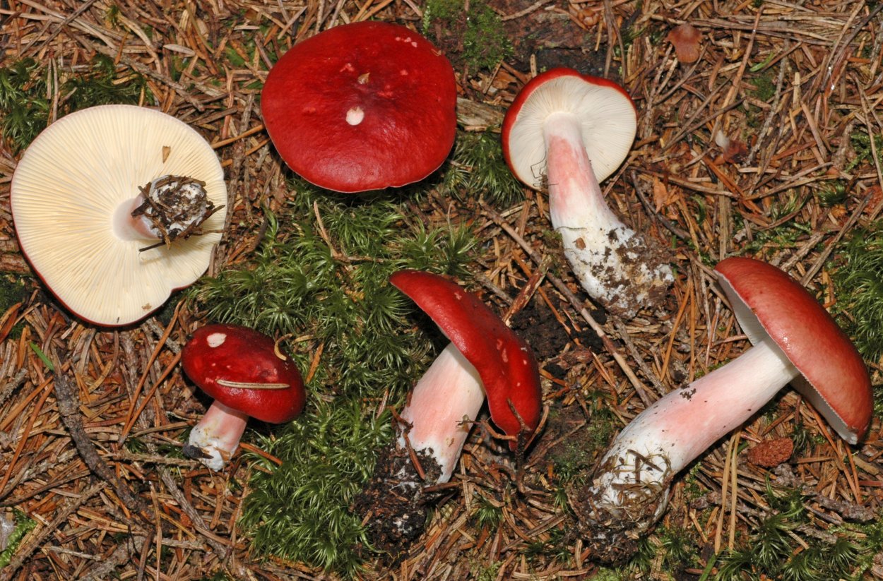 Russula lepida
