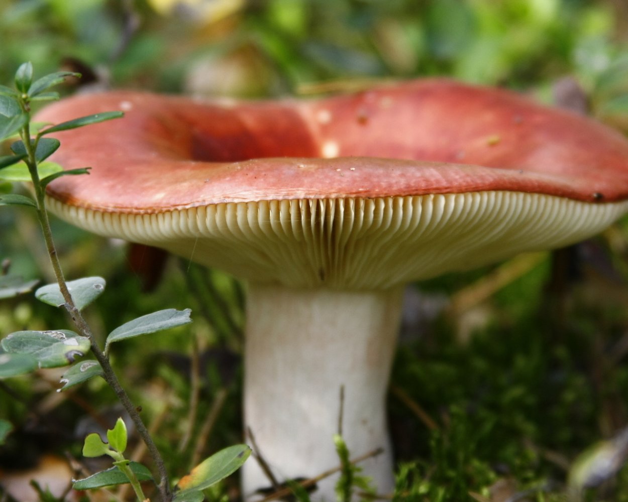 Сыроежка гладкокожая